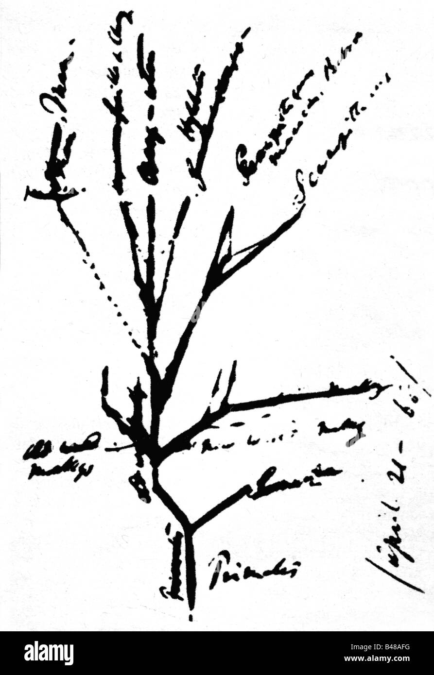 Darwin, Charles Robert, 12.2.1809 - 19.4.1882, British naturalist, graphical draft of the primate`s genealogical tree, 1868, Stock Photo